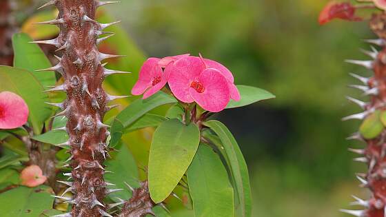 Blume auf la Reunion