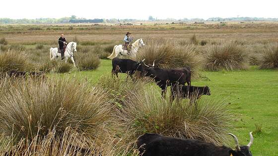 Provence: weiße Camargue Pferde und Stiere