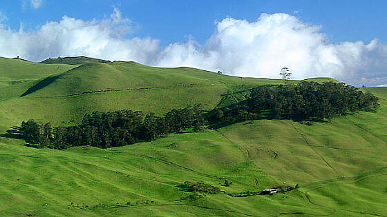 USA, Hawaii, Maui: Ulupalakua Ranch