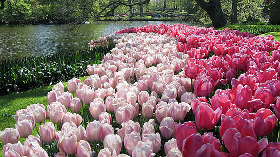 Südholland: Keukenhof in Lisse