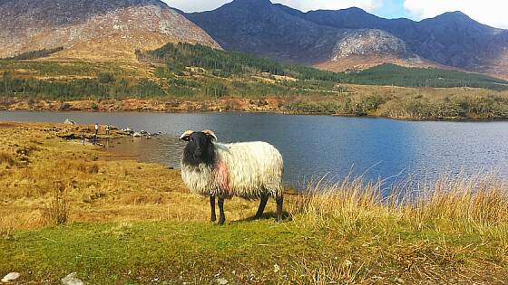 Galway, Irland: Connemara Nationalpark