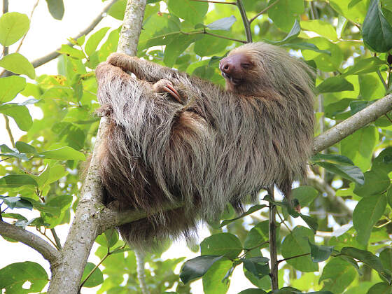 Costa Rica: Faultier im Manuel Antonio Nationalpark