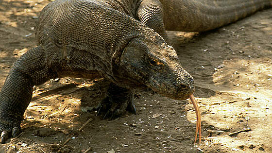 Komodo Waran