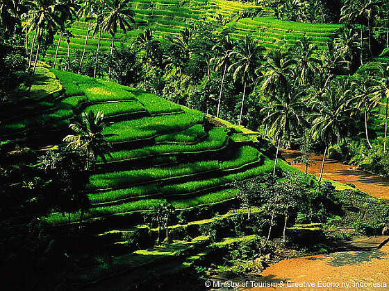 Teeplantage bei Ubud, Indonesien