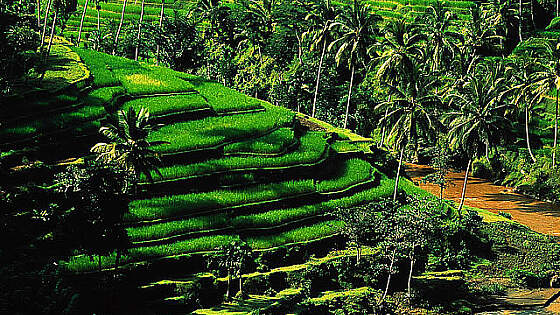 Teeplantage bei Ubud, Indonesien