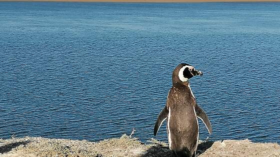 Halbinsel Valdes, Patagonien: Pinguin
