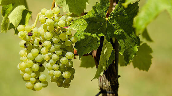Argentinien: Weinbau in Mendoza
