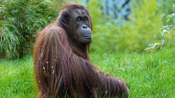 Sabah: Orang Utan Rehabilitation