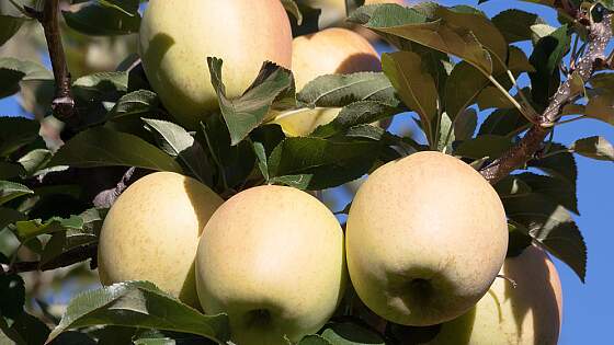 Südtirol: Vinschgau, Obstgärten
