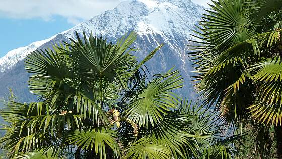 Südtirol: Meran