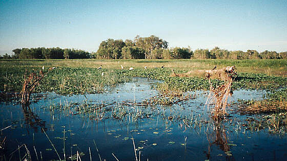 Yellow Waters - Kakadu Nationalpark