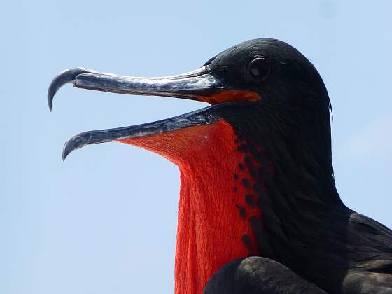 Nord Seymour, Galapagos: Fregattvogel