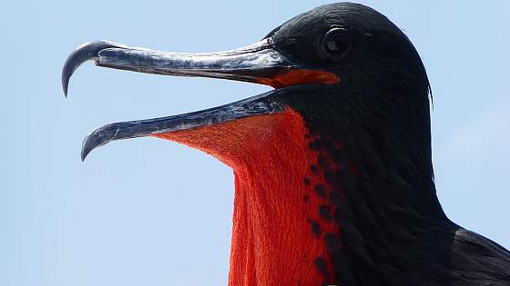 Nord Seymour, Galapagos: Fregattvogel