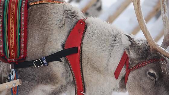 Rovaniemi: Rentier - Finnisches Lappland