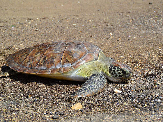 Sal, Kapverden: Schildkröte am Strand