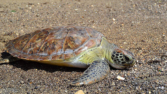 Sal, Kapverden: Schildkröte am Strand