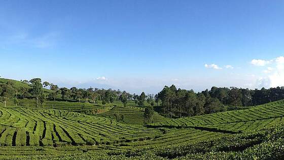 Java: Teeplantage Bandung