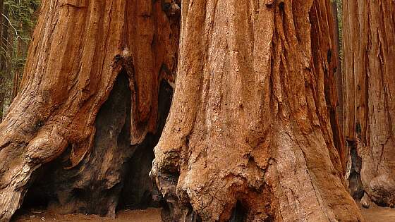 Sequoia Nationalpark, USA: Mammutbäume