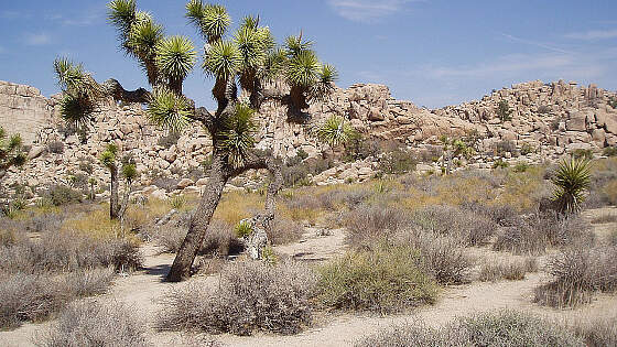 Kalifornien, USA: Joshua Tree Nationalpark