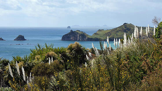 Neuseeland: Coromandel Peninsula