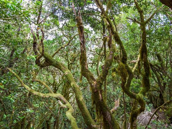 Spanien, Gomera: Nationalpark Garajonay