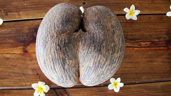 Vallé de Mai, Seychellen: Coco de Mer