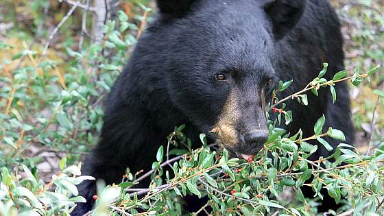 Schwarzbär im Forillon-Nationalpark