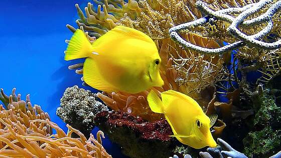 Korallenriff Belize Barrier Reef