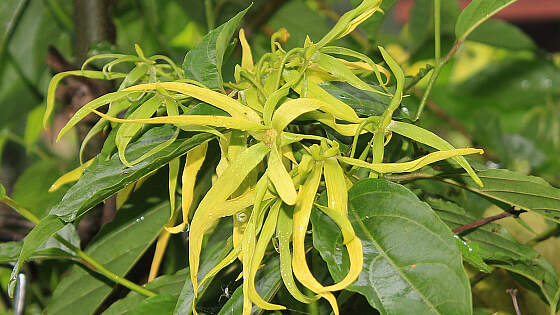 Madagaskar: Ylang-Ylang Bäume