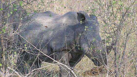 Hluhluwe-Umfolozi-Nationalpark: Nashorn