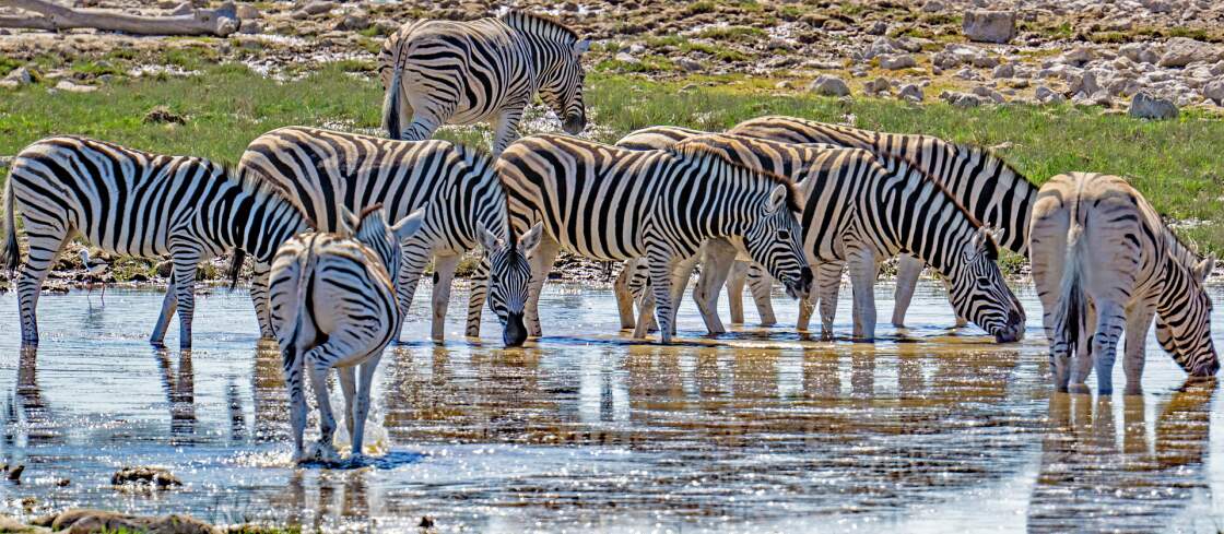 Namibia: Zebras im Etosha Nationalpark