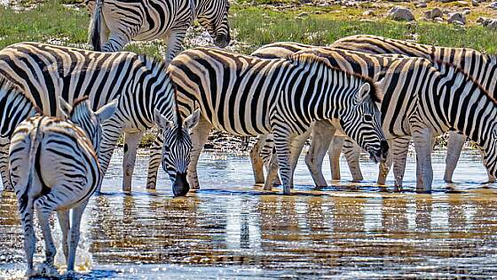 Namibia: Zebras im Etosha Nationalpark