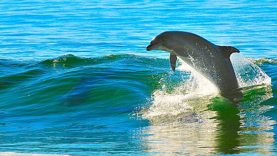 Swakopmund, Walvis Bay: Delfin