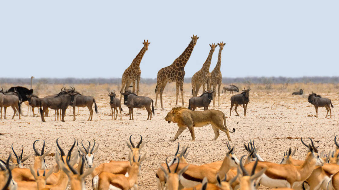 Tansania: im Serengeti Nationalpark