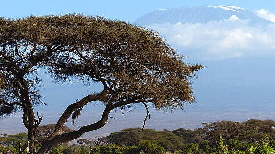 Blick auf Kilimanjaro vom Amboseli Nationalpark