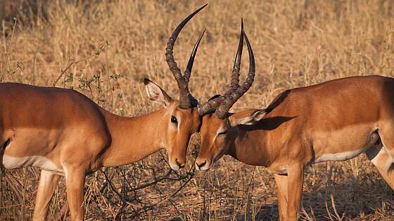 Kenia: Antilopen im Aberdare-Nationalpark