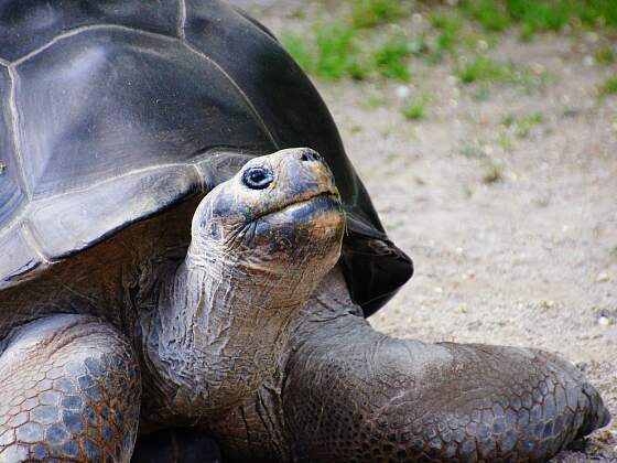 Galapagos Insel Santa Cruz: Riesenschildkröte