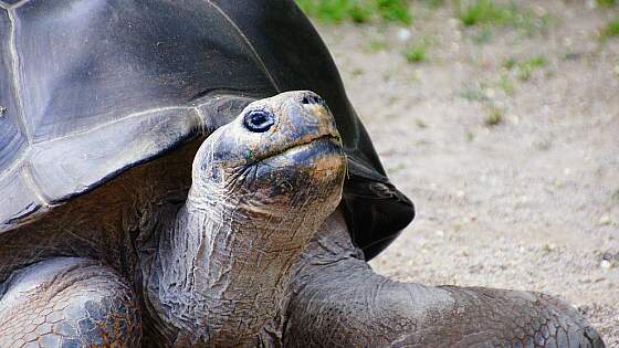 Galapagos Insel Santa Cruz: Riesenschildkröte