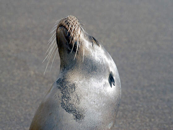 Galapagos Insel Isabela: Seelöwe