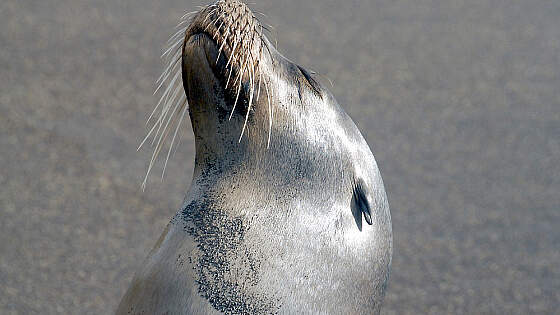 Galapagos Insel Isabela: Seelöwe