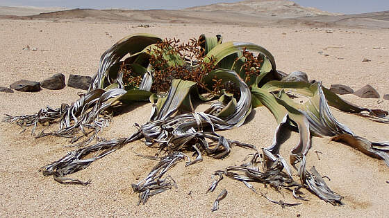 Namibia: Welwitschia mirabillis