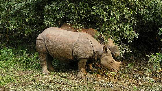Nepal: Nashörner im Chitwan-Nationalpark