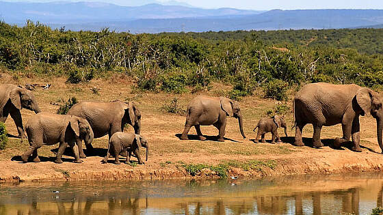 Elefanten im Tsavo-Ost-Nationalpark