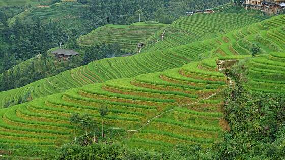 Guilin, China: Longsheng