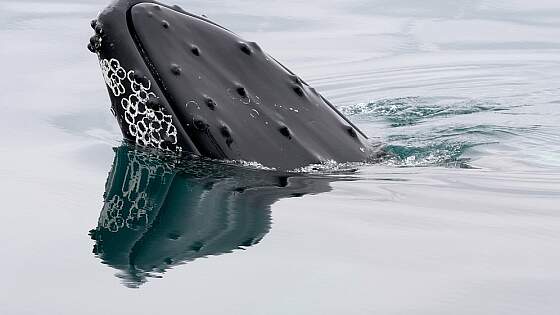Island: Walbeobachtung Akureyri