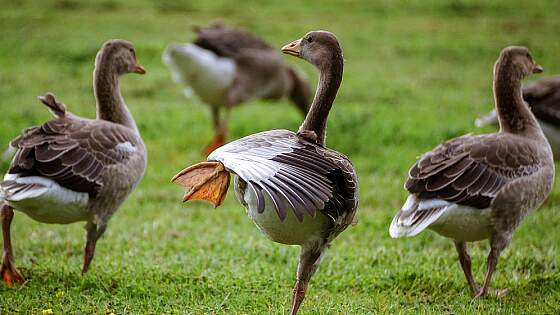 Orkneys: Graugänse Birsay Moors