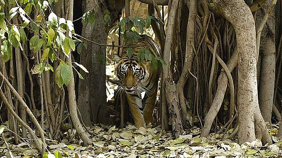 Tiger im Ranthambore National Park, Indien