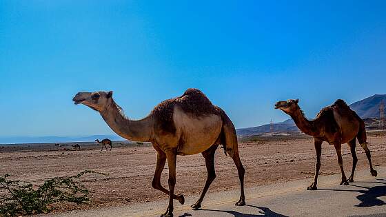 Oman, Salalah: Dromedare am Mughsail