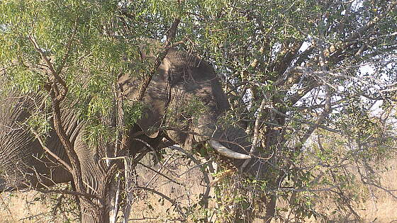 Addo Elephant Nationalpark, Südafrika