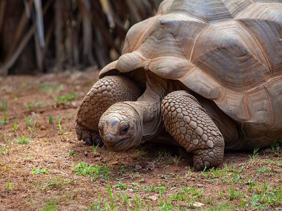 Mauritius: Aldabra-Riesenschildkröte
